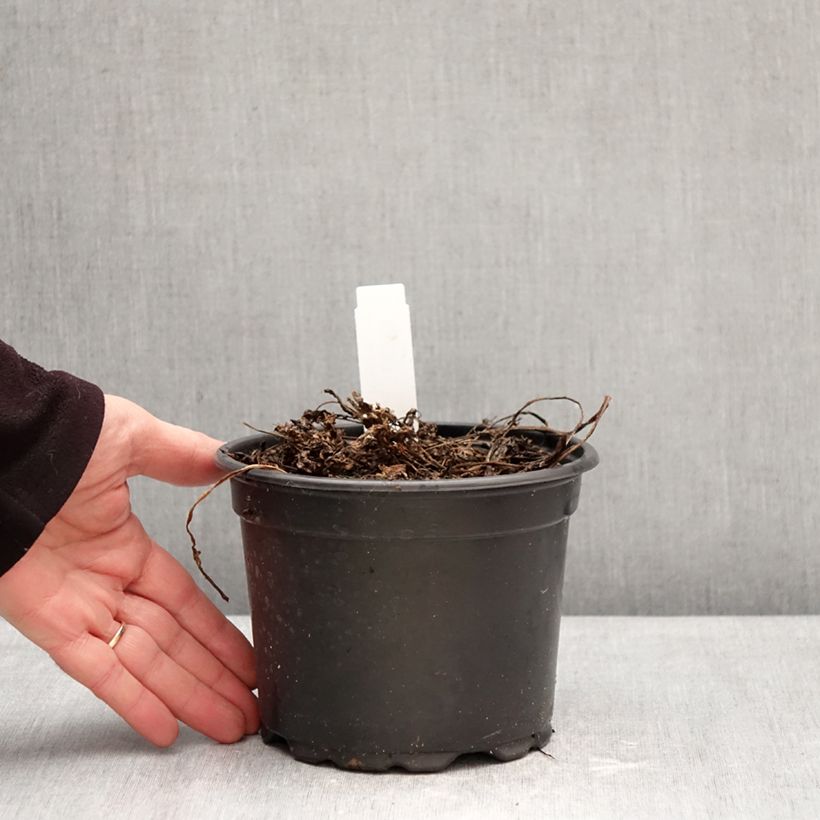 Amostra de Myrrhis odorata Vaso de 2 L/3 L tal como entregue no inverno