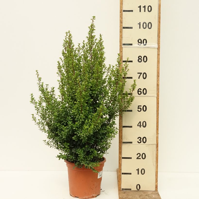 Amostra de Myrsine africana Vaso de 7,5 L/10 L tal como entregue no verão