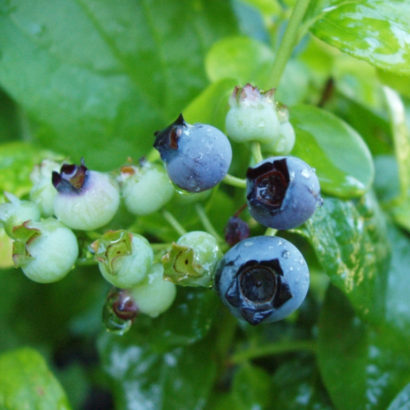 Mirtileiro Blue Gold - Vaccinium corymbosum (Colheita)