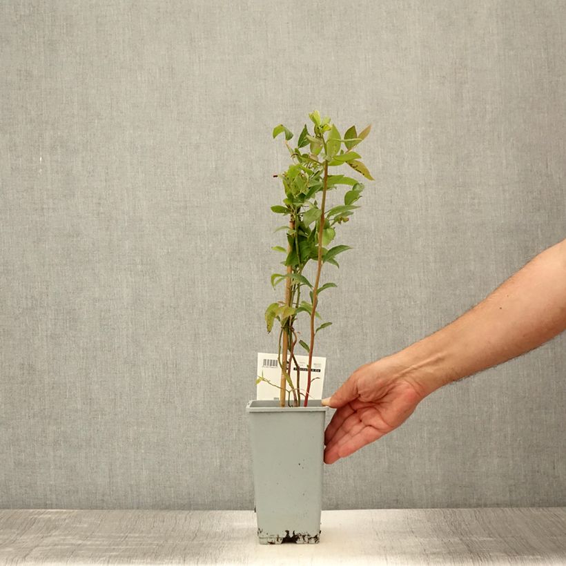 Amostra de Mirtileiro Atlantic - Vaccinium corymbosum Vaso de 1,5 L/2 L tal como entregue no verão