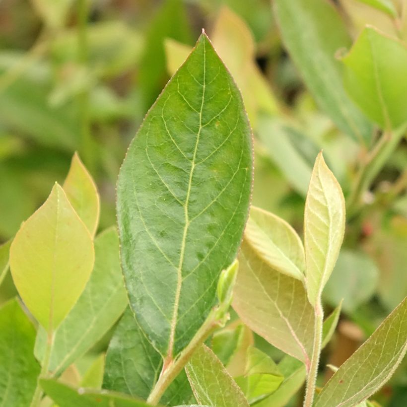 Mirtileiro Atlantic - Vaccinium corymbosum (Folhagem)