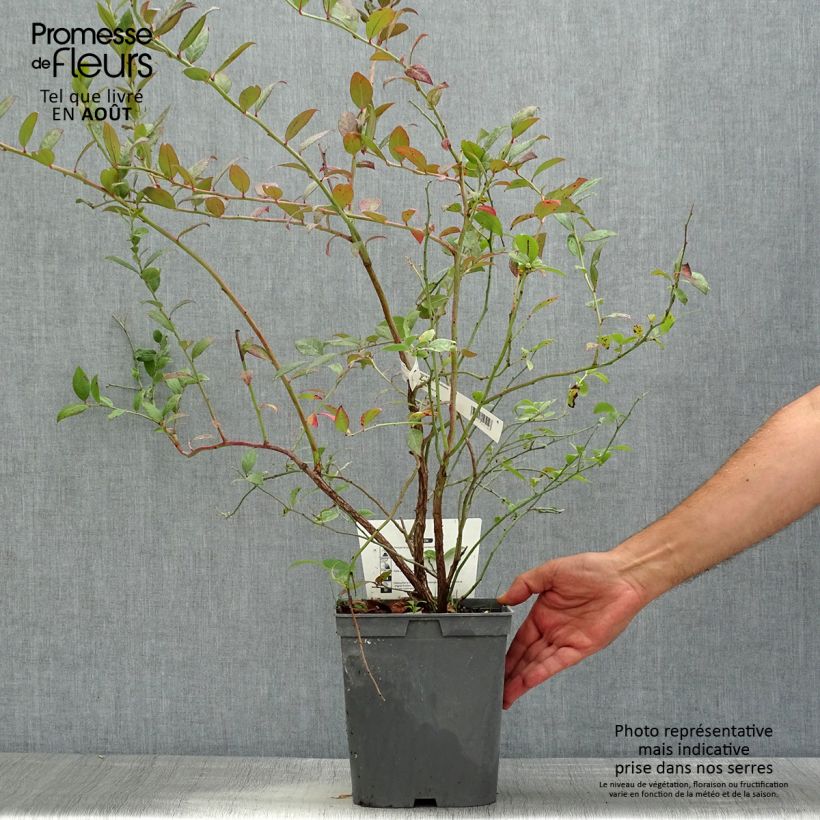 Amostra de Mirtileiro Atlantic - Vaccinium corymbosum Vaso de 4 L/5 L tal como entregue no verão