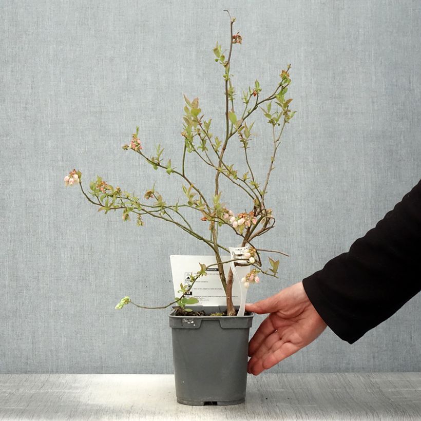 Amostra de Mirtileiro Atlantic - Vaccinium corymbosum Vaso de 4 L/5 L tal como entregue na primavera