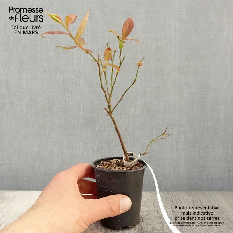 Amostra de Mirtileiro Berkeley - Vaccinium corymbosum Vaso de 8/9 cm tal como entregue na primavera