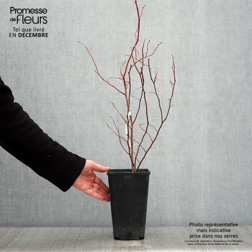 Amostra de Mirtileiro Berkeley - Vaccinium corymbosum Vaso de 1,5 L/2 L tal como entregue no outono