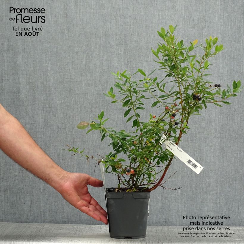 Amostra de Mirtilo Blue Pearl - Vaccinium corymbosum Vaso de 2 L/3 L tal como entregue no verão