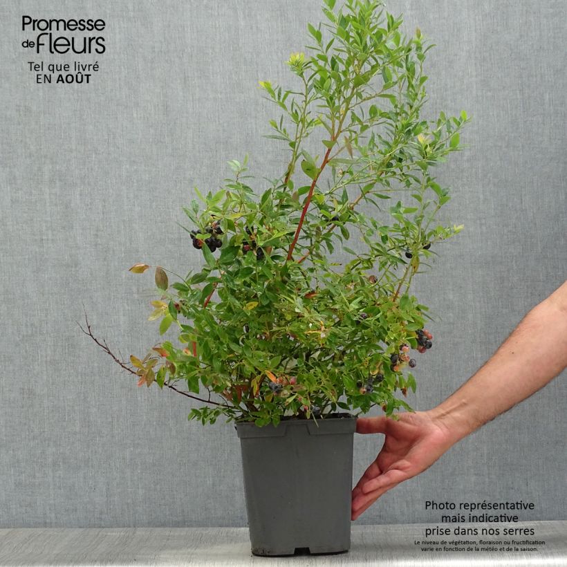 Amostra de Mirtilo Blue Pearl - Vaccinium corymbosum Vaso de 4 L/5 L tal como entregue no verão