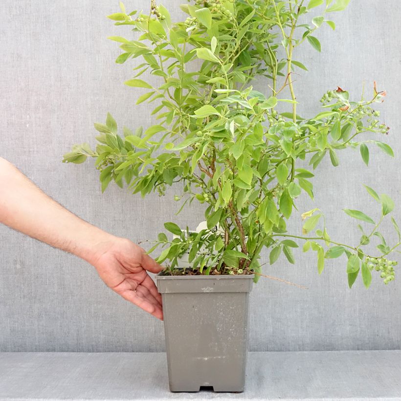 Amostra de Mirtilo Blue Pearl - Vaccinium corymbosum Vaso de 4 L/5 L tal como entregue na primavera