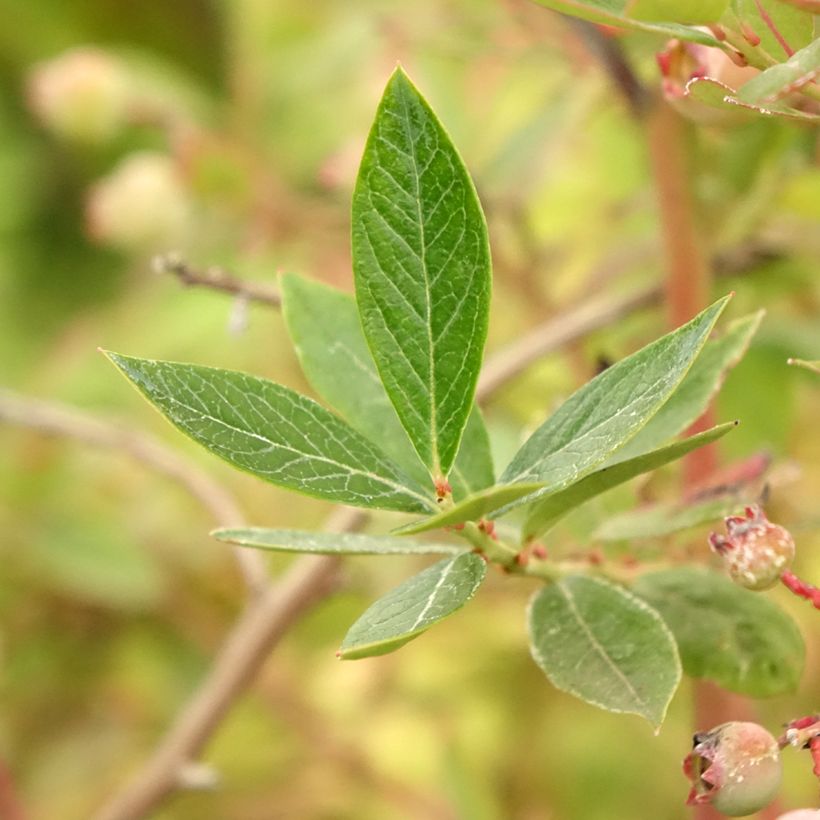 Mirtilo Blue Pearl - Vaccinium corymbosum (Folhagem)
