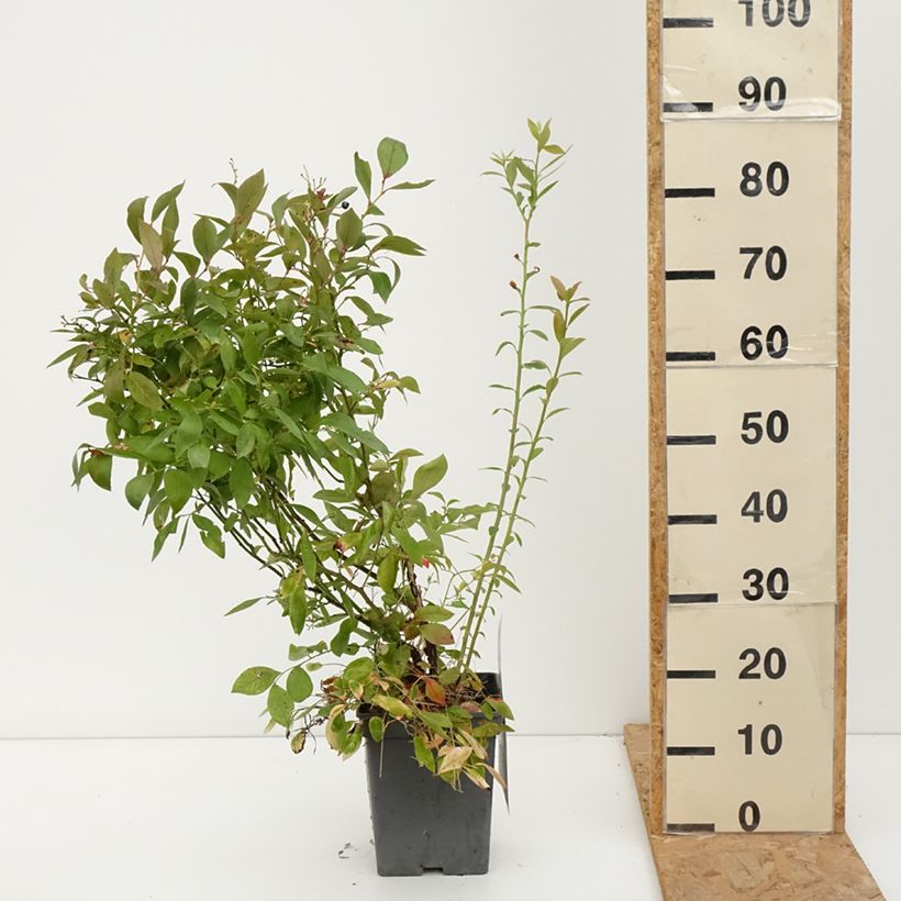 Amostra de Mirtilo Blue Pearl - Vaccinium corymbosum Vaso de 4 L/5 L tal como entregue no outono