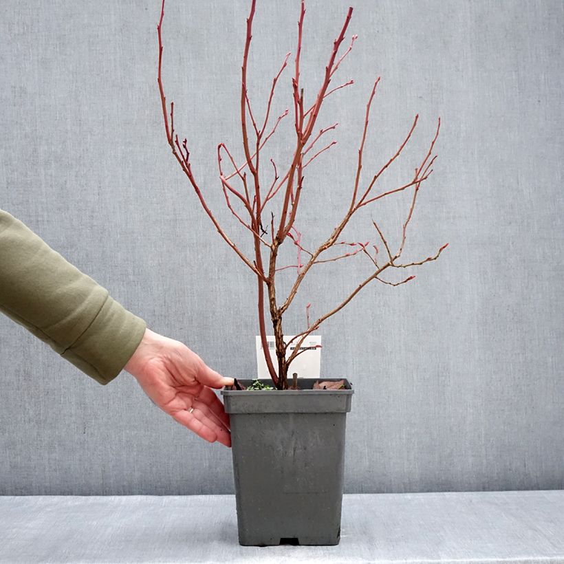 Amostra de Myrtille d'Amérique - Vaccinium corymbosum Blue Pearl Vaso de 4 L/5 L tal como entregue no inverno