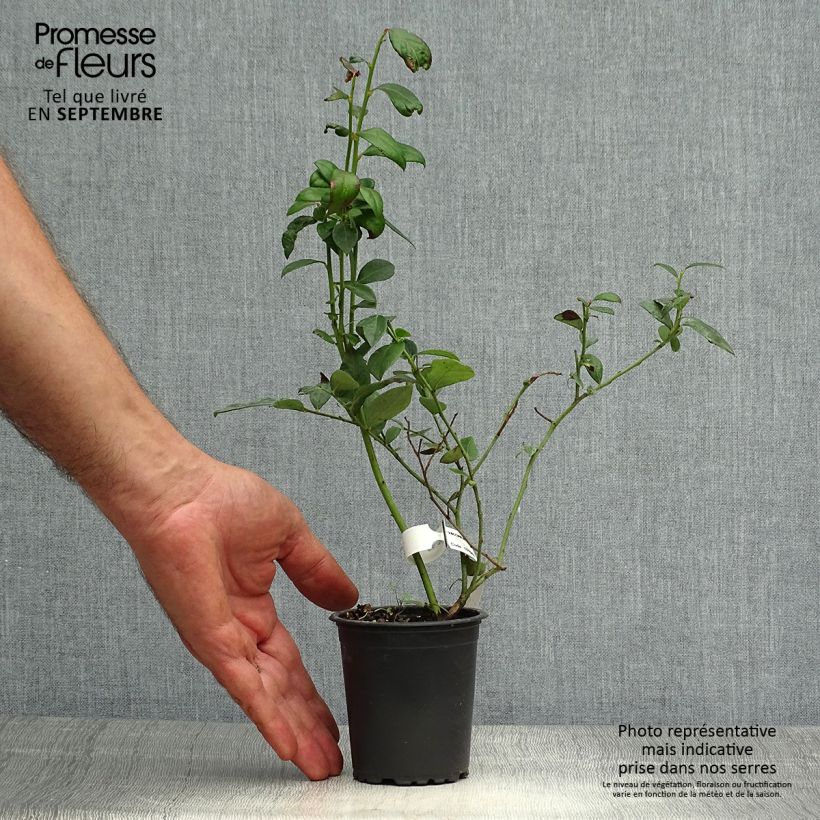 Amostra de Mirtilo Brigitta - Vaccinium corymbosum Vaso de 8/9 cm tal como entregue no outono