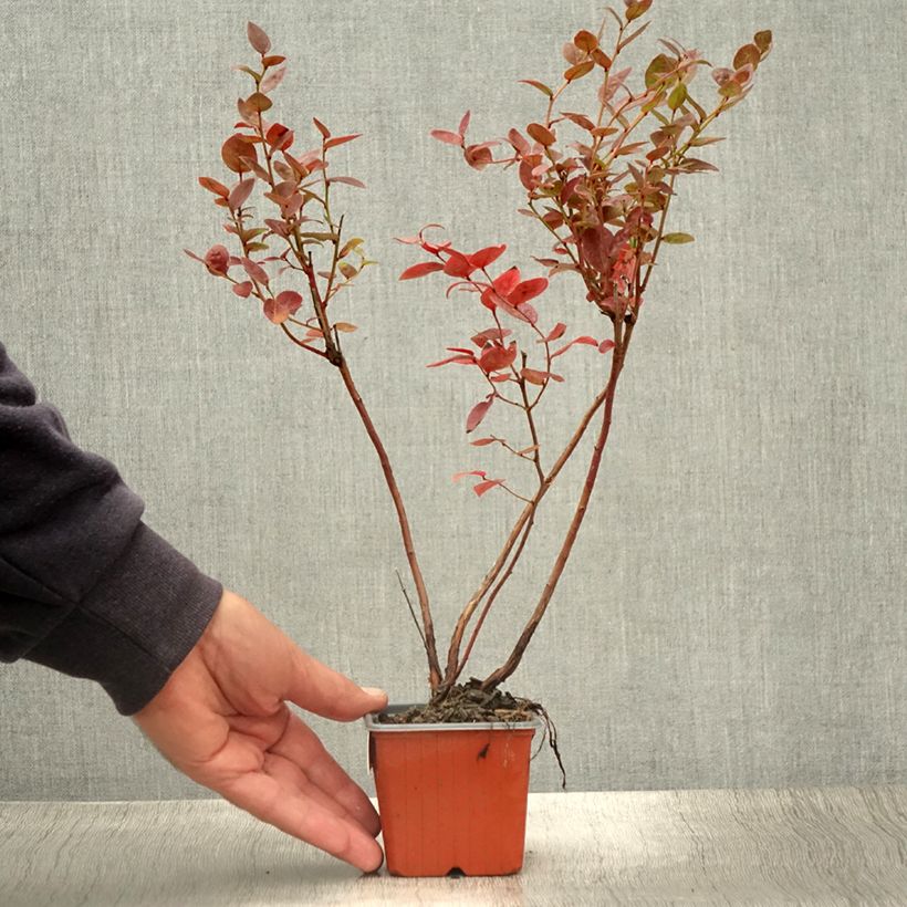 Amostra de Mirtilo Brigitta - Vaccinium corymbosum Vaso de 8/9 cm tal como entregue no verão