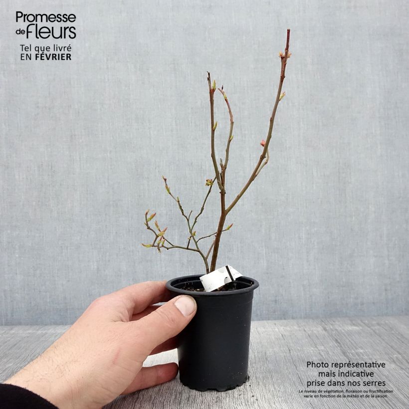 Amostra de Myrtille d'Amérique - Vaccinium corymbosum Brigitta Vaso de 8/9 cm tal como entregue no inverno