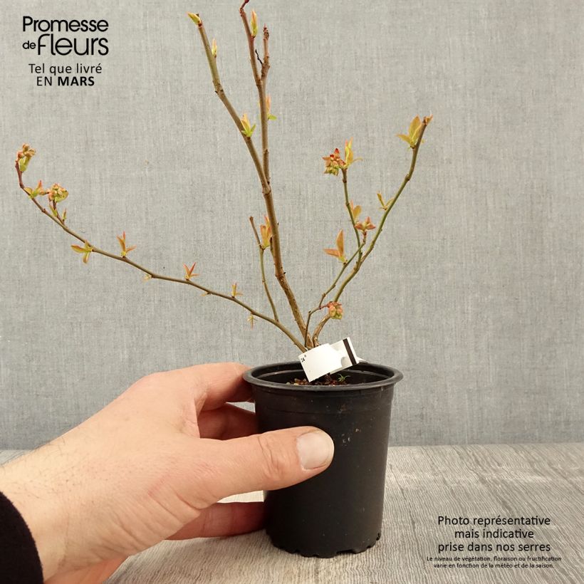 Amostra de Mirtilo Brigitta - Vaccinium corymbosum Vaso de 8/9 cm tal como entregue na primavera