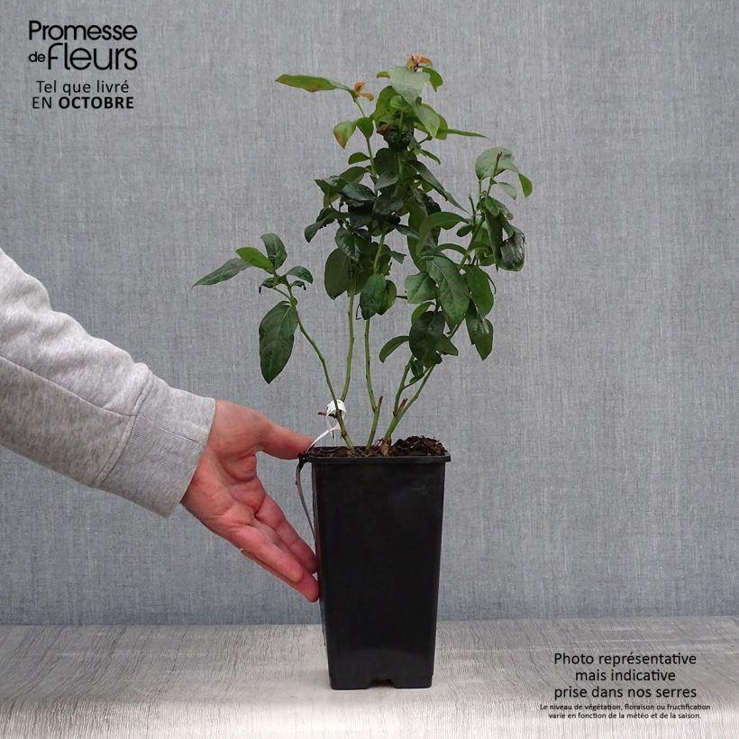 Amostra de Mirtilo Brigitta - Vaccinium corymbosum Vaso de 1,5 L/2 L, Arbusto tal como entregue no outono