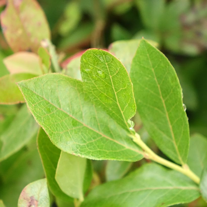 Mirtilo Brigitta - Vaccinium corymbosum (Folhagem)