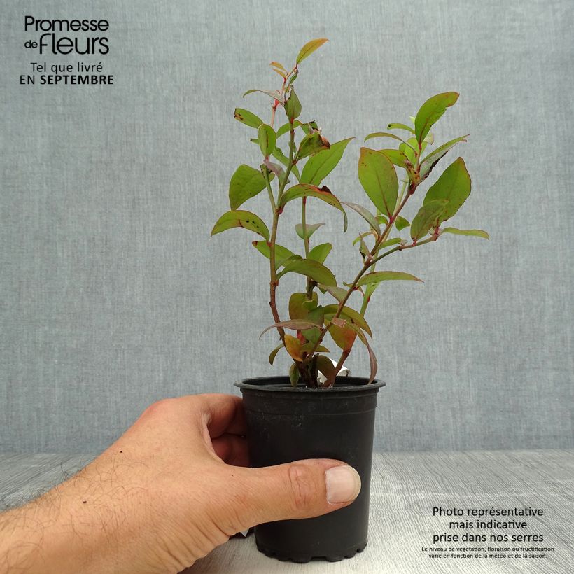 Amostra de Mirtilo Darrow - Vaccinium corymbosum Vaso de 8/9 cm tal como entregue no outono