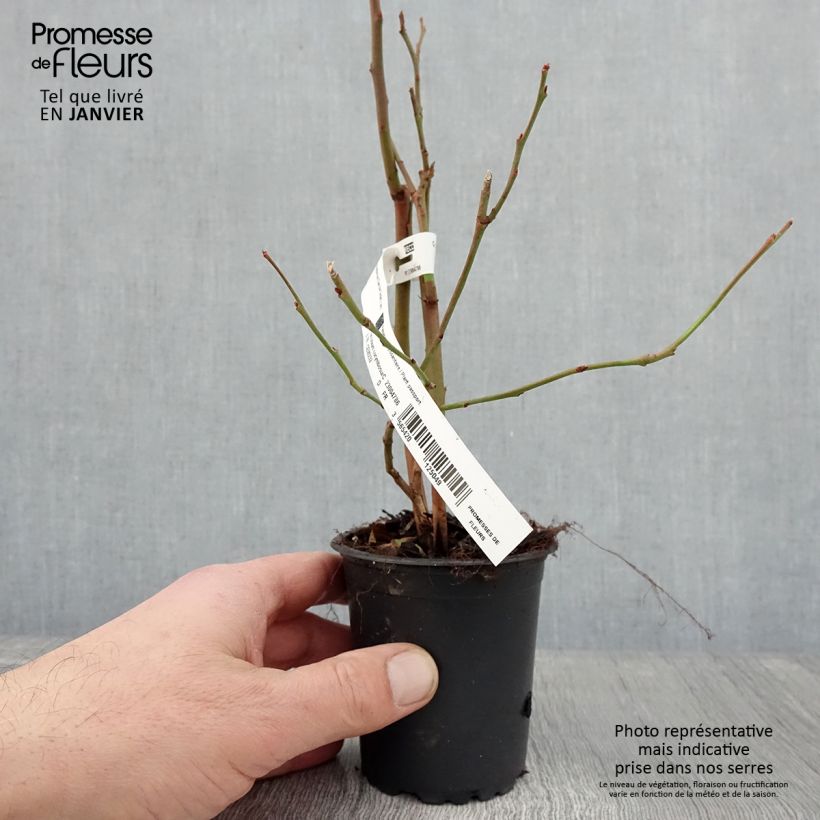 Amostra de Myrtille d'Amérique - Vaccinium corymbosum Darrow Vaso de 8/9 cm tal como entregue no inverno