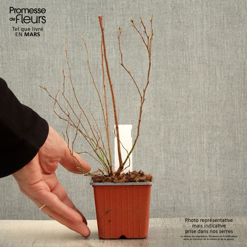 Amostra de Mirtilo Darrow - Vaccinium corymbosum Vaso de 8/9 cm tal como entregue na primavera