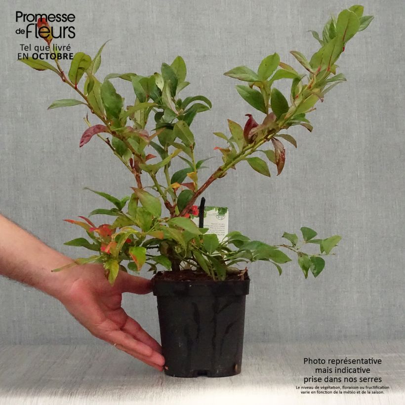 Amostra de Mirtilo Darrow - Vaccinium corymbosum Vaso de 1,5 L/2 L tal como entregue no outono