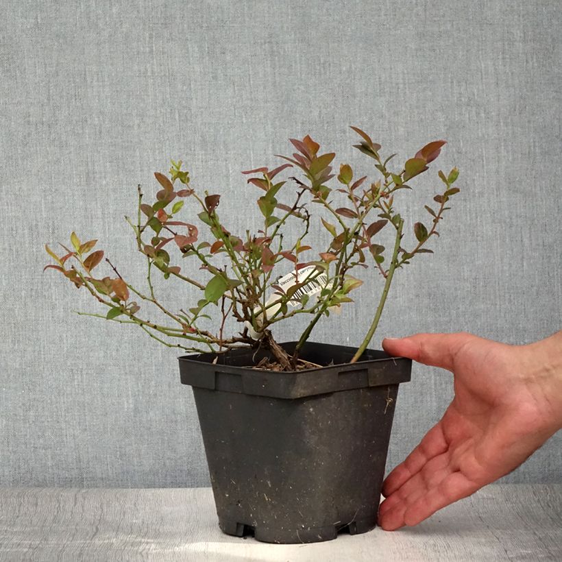 Amostra de Mirtilo Darrow - Vaccinium corymbosum Vaso de 1,5 L/2 L tal como entregue no verão