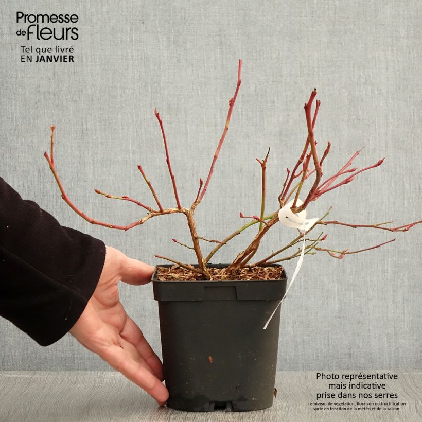 Amostra de Myrtille d'Amérique - Vaccinium corymbosum Darrow Vaso de 1,5 L/2 L tal como entregue no inverno