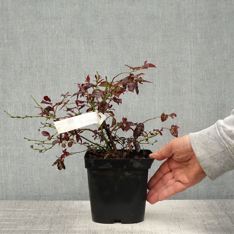 Amostra de Mirtilo Darrow - Vaccinium corymbosum Vaso de 1,5 L/2 L tal como entregue na primavera