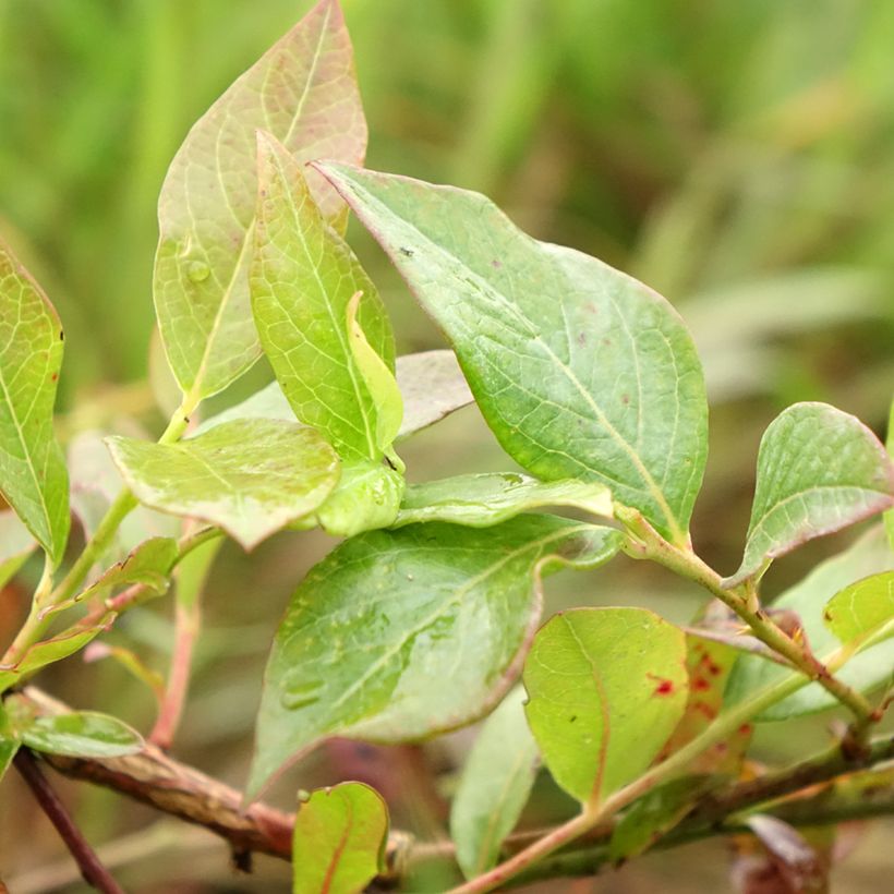Mirtilo Darrow - Vaccinium corymbosum (Folhagem)
