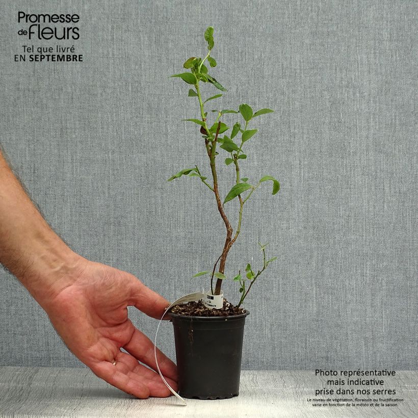 Amostra de Mirtilo Duke - Vaccinium corymbosum Vaso de 8/9 cm tal como entregue no outono
