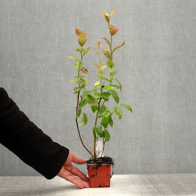 Amostra de Mirtilo Duke - Vaccinium corymbosum Vaso de 8/9 cm tal como entregue no verão