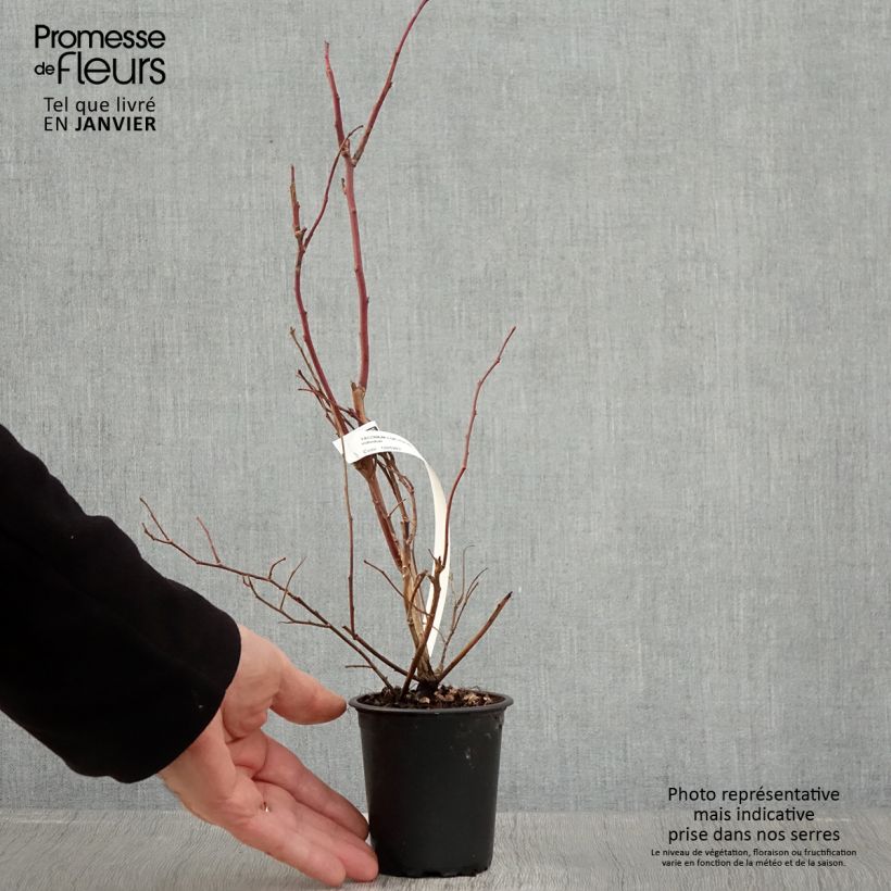 Amostra de Myrtille d'Amérique - Vaccinium corymbosum Duke Vaso de 8/9 cm tal como entregue no inverno