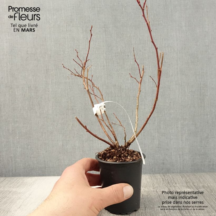 Amostra de Mirtilo Duke - Vaccinium corymbosum Vaso de 8/9 cm tal como entregue na primavera