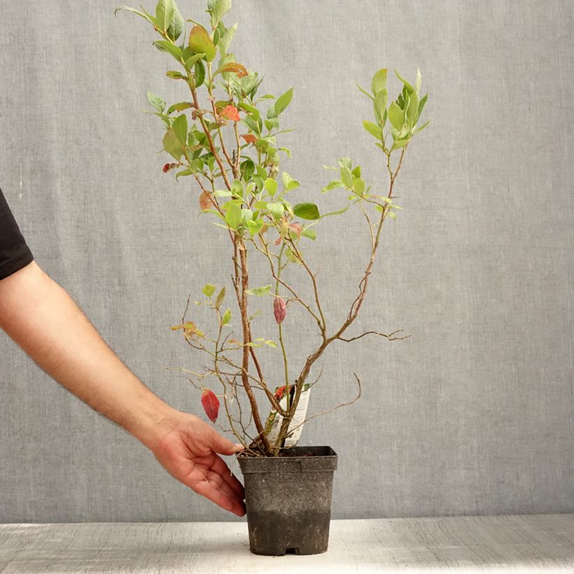 Amostra de Mirtilo Duke - Vaccinium corymbosum Vaso de 2 L/3 L tal como entregue no verão