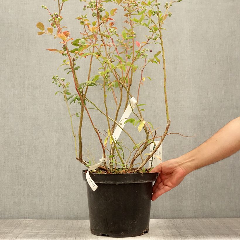 Amostra de Mirtilo Duke - Vaccinium corymbosum Vaso de 7,5 L/10 L tal como entregue no verão