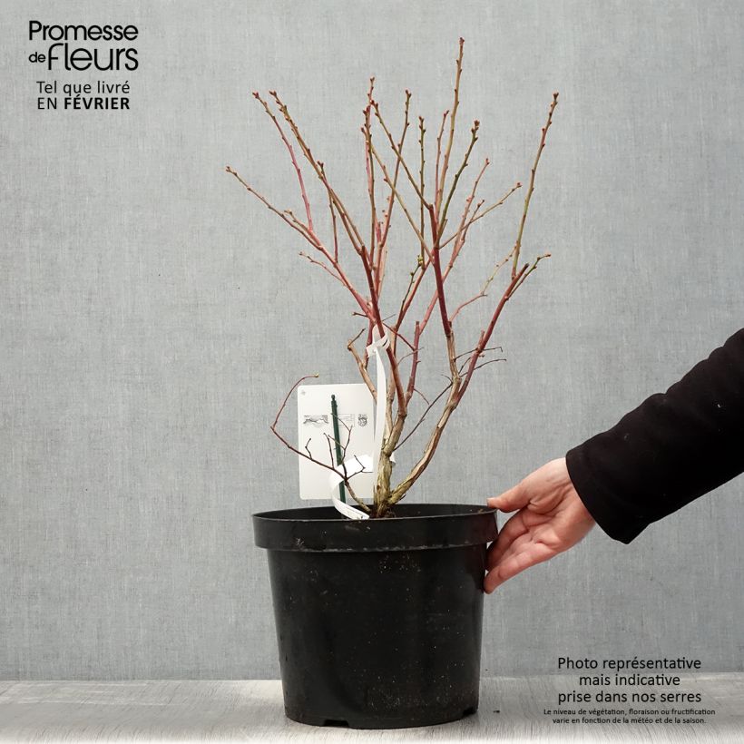 Amostra de Myrtille d'Amérique - Vaccinium corymbosum Duke Vaso de 7,5 L/10 L tal como entregue no inverno