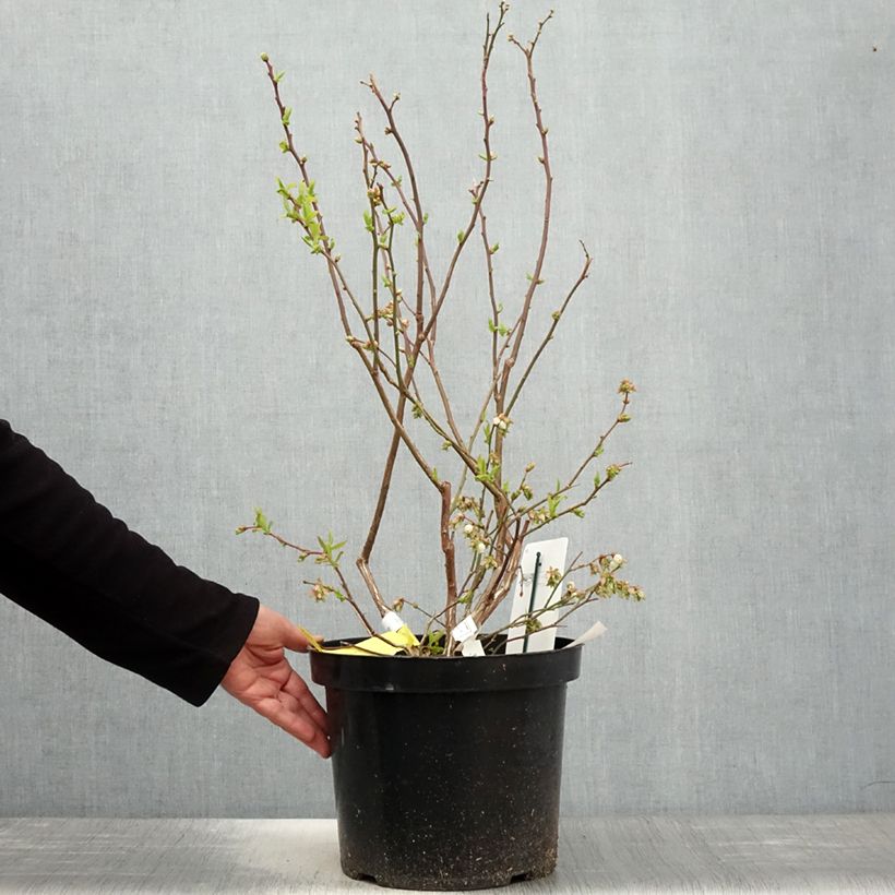 Amostra de Mirtilo Duke - Vaccinium corymbosum Vaso de 7,5 L/10 L tal como entregue na primavera