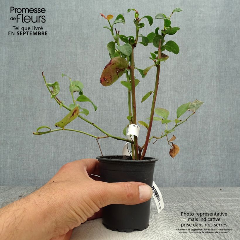 Amostra de Mirtilo Ivanhoe - Vaccinium corymbosum Vaso de 8/9 cm tal como entregue no outono