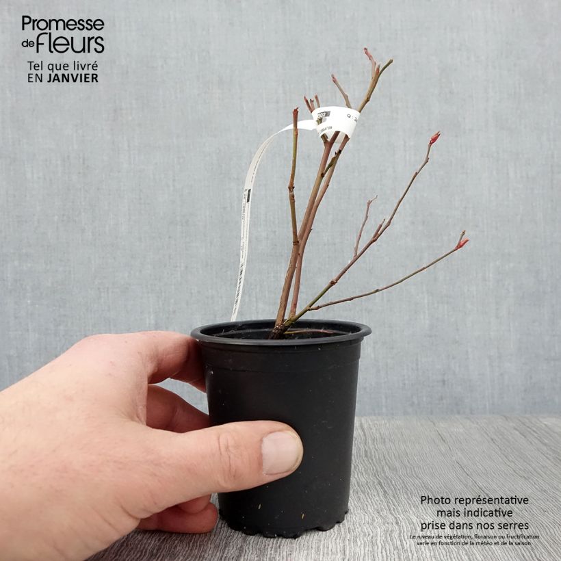 Amostra de Myrtille d'Amérique - Vaccinium corymbosum Ivanhoe Vaso de 8/9 cm tal como entregue no inverno