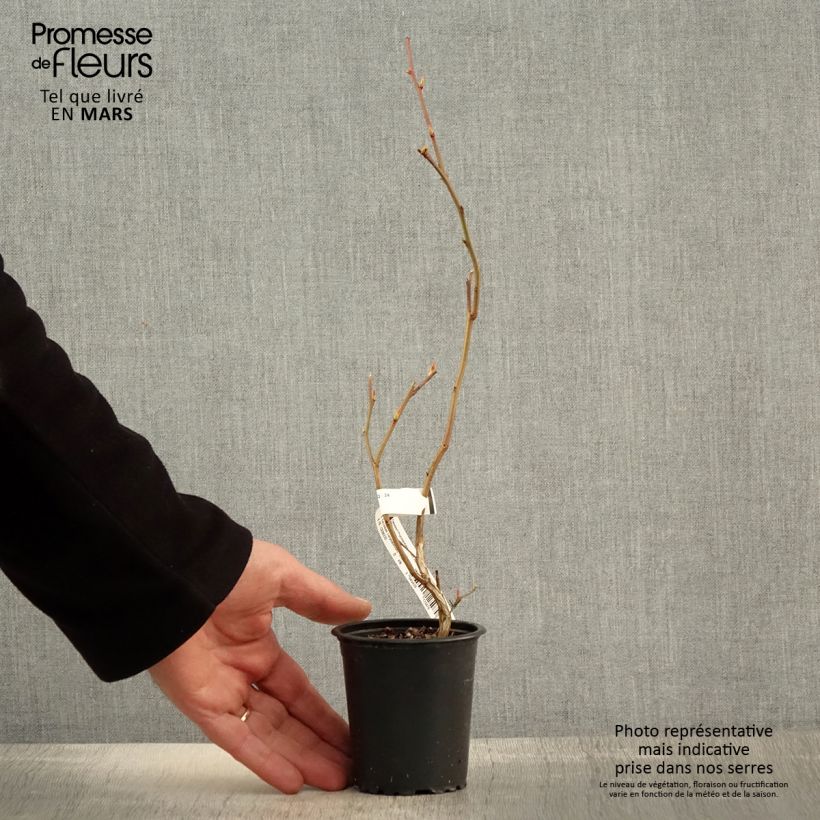 Amostra de Mirtilo Ivanhoe - Vaccinium corymbosum Vaso de 8/9 cm tal como entregue na primavera