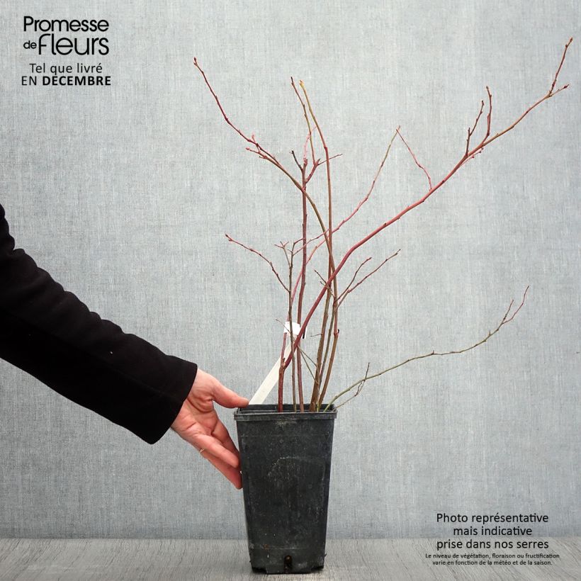 Amostra de Mirtilo Ivanhoe - Vaccinium corymbosum Vaso de 1,5 L/2 L, Arbusto tal como entregue no outono