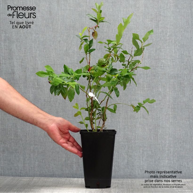 Amostra de Mirtilo Ivanhoe - Vaccinium corymbosum Vaso de 1,5 L/2 L, Arbusto tal como entregue no verão