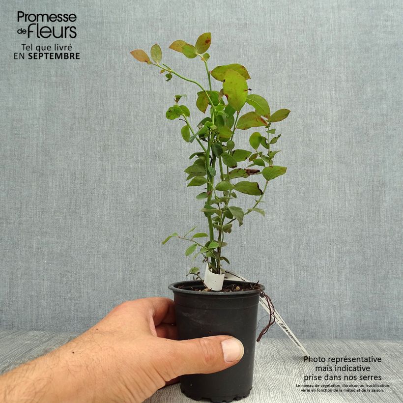 Amostra de Mirtilo Legacy - Vaccinium corymbosum Vaso de 8/9 cm tal como entregue no outono