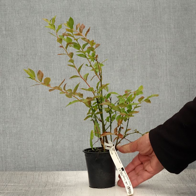Amostra de Mirtilo Legacy - Vaccinium corymbosum Vaso de 8/9 cm tal como entregue no verão
