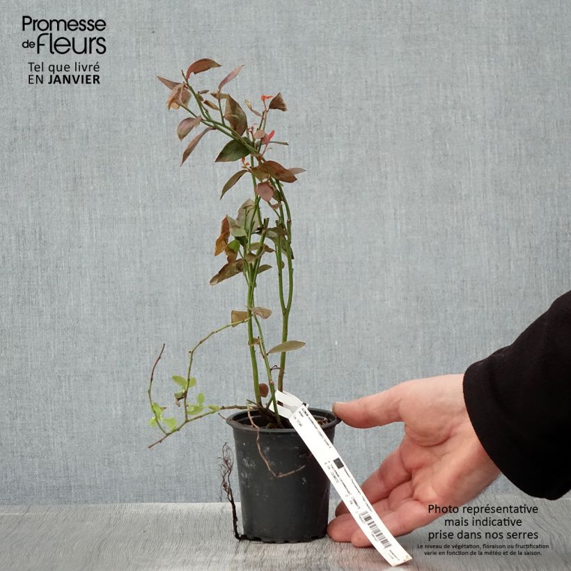 Amostra de Myrtille d'Amérique - Vaccinium corymbosum Legacy Vaso de 8/9 cm tal como entregue no inverno