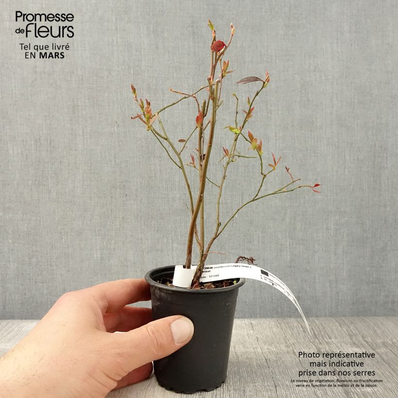 Amostra de Mirtilo Legacy - Vaccinium corymbosum Vaso de 8/9 cm tal como entregue na primavera