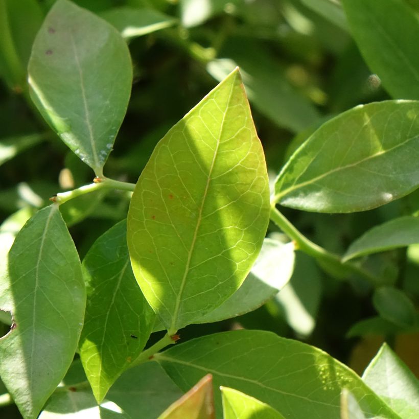 Mirtilo Legacy - Vaccinium corymbosum (Folhagem)