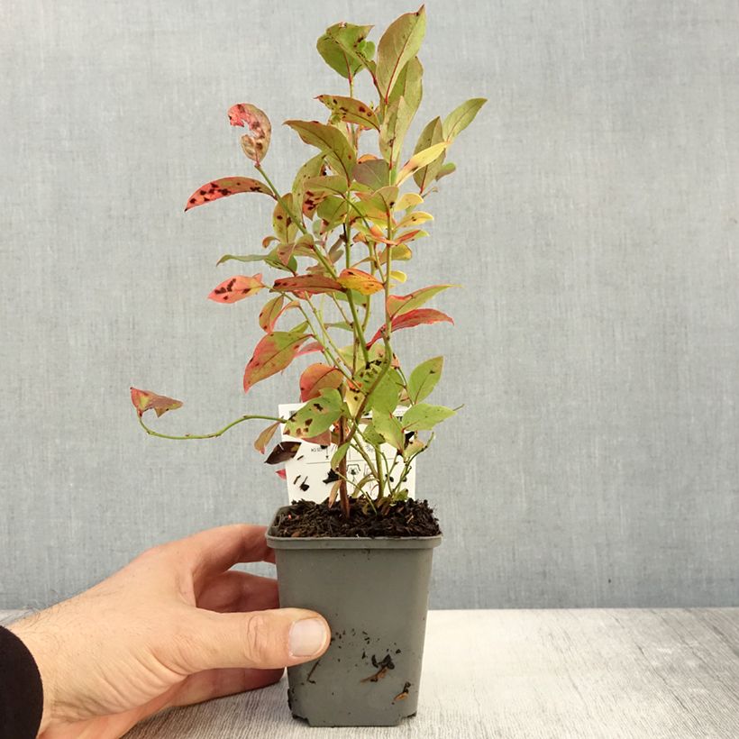 Amostra de Mirtilo North Blue - Vaccinium corymbosum Vaso de 8/9 cm tal como entregue no outono
