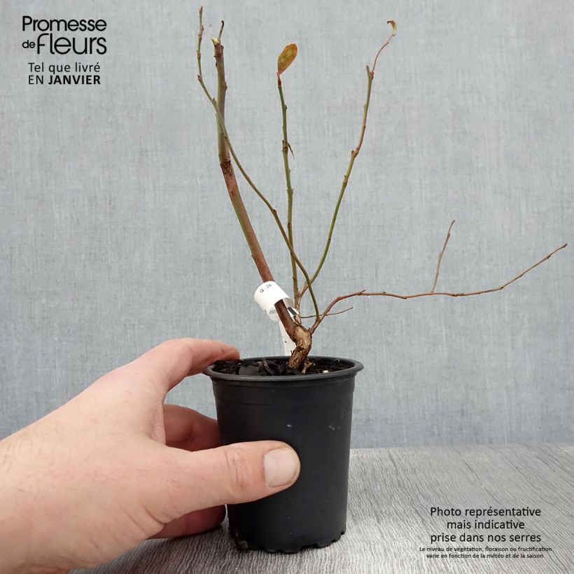 Amostra de Myrtille d'Amérique - Vaccinium corymbosum North Blue Vaso de 8/9 cm tal como entregue no inverno