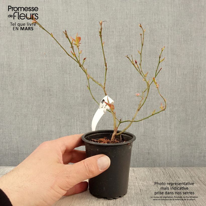 Amostra de Mirtilo North Blue - Vaccinium corymbosum Vaso de 8/9 cm tal como entregue na primavera